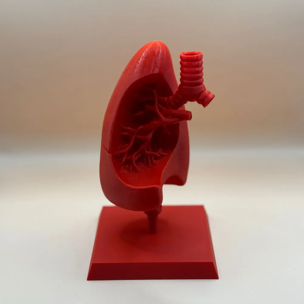 Machetă "Plămân" printată 3D