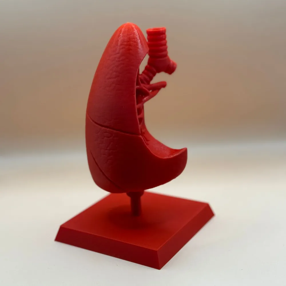 Machetă "Plămân" printată 3D