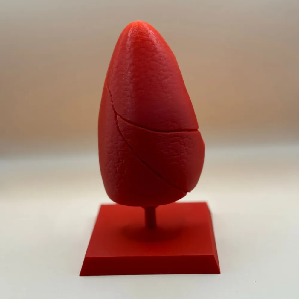 Machetă "Plămân" printată 3D