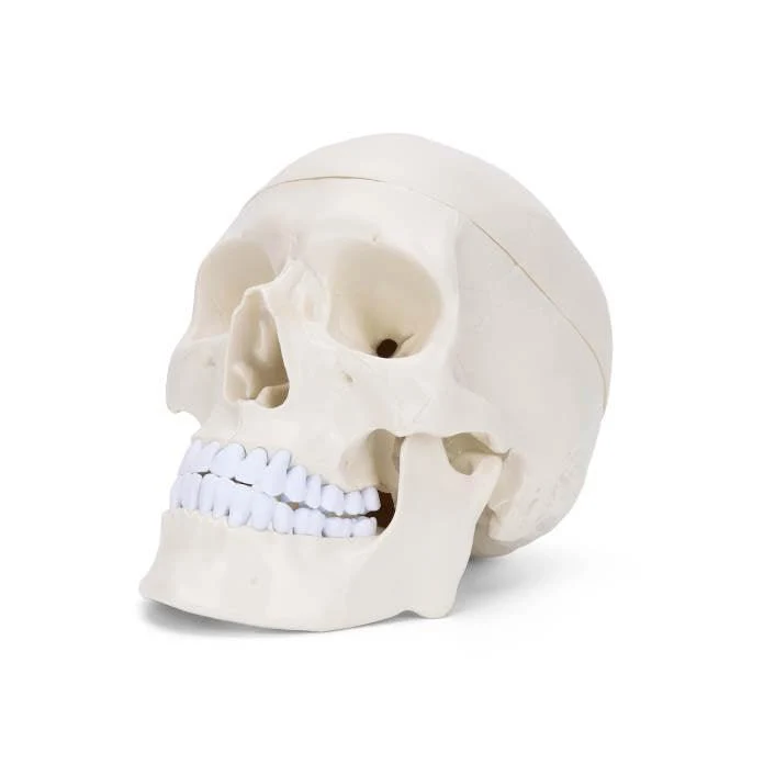 Craniu uman model pedagogic, cu toate detaliile structurale, Alb
